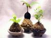 苔玉＋シーサー花器